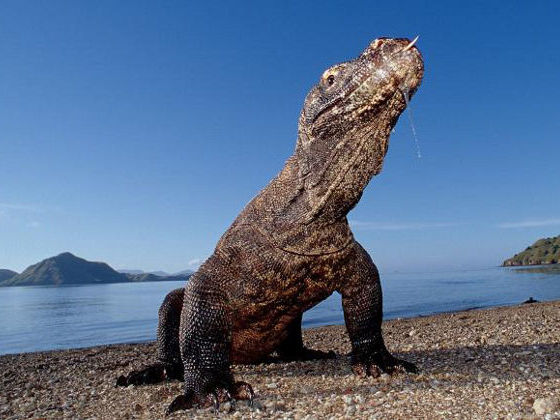 Komodo Dragon