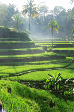 Tegallalang Rice Terrace Bali Tour