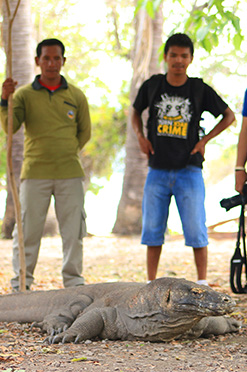 Komodo Tour by Bali Tour